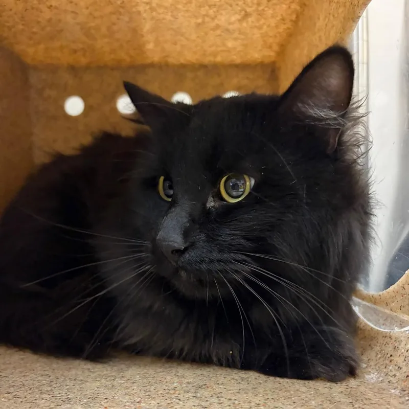 An adult medium-sized male Domestic Medium Hair cat named Raven for adoption in Reno, NV