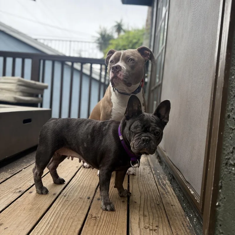 An adult medium-sized female French Bulldog dog named Mai for adoption in Los Angeles, CA