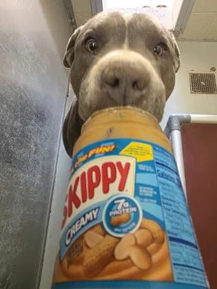 Buddy