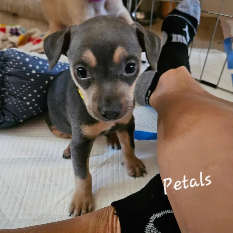 A baby small-sized female Golden Chihuahua dog named Petals for adoption in Lafayette, CA