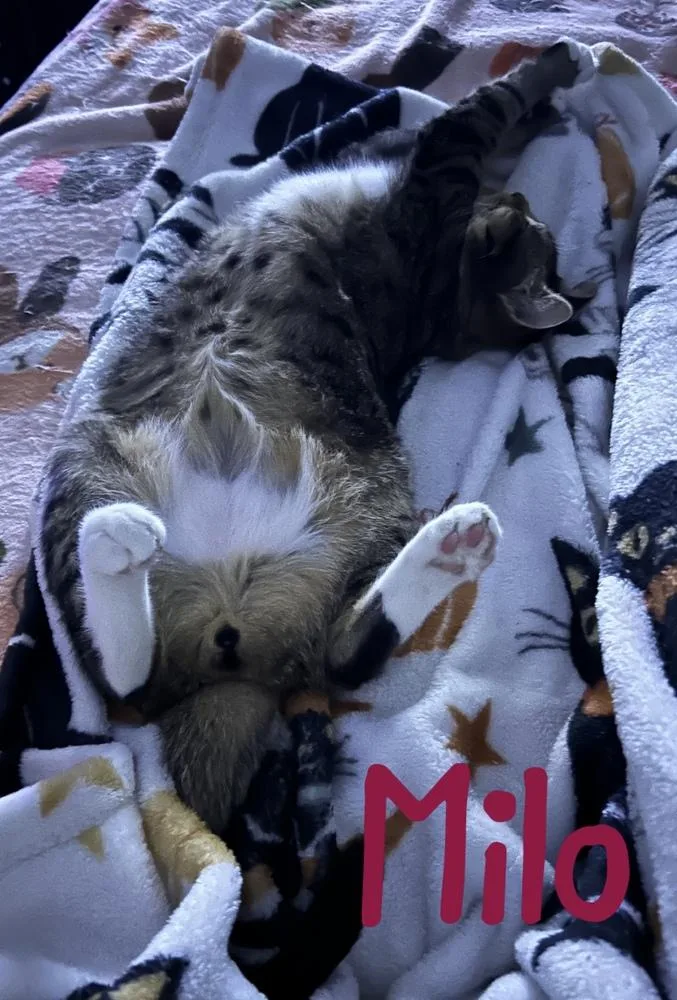 A baby large-sized male Gray / Blue / Silver Domestic Short Hair cat named Milo "nickel" for adoption in Ruskin, FL