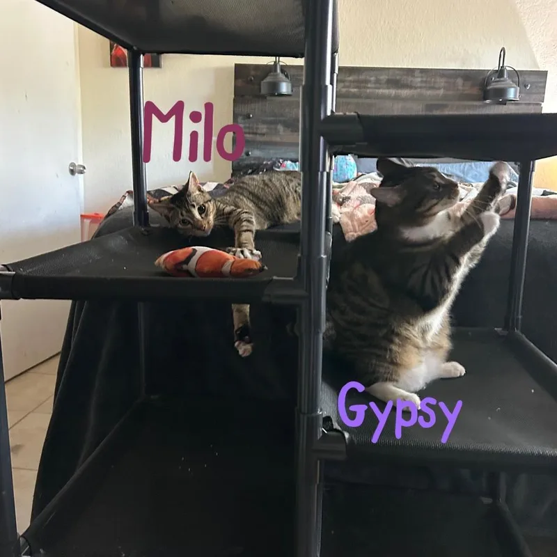 Milo "nickel" thumbnail 2