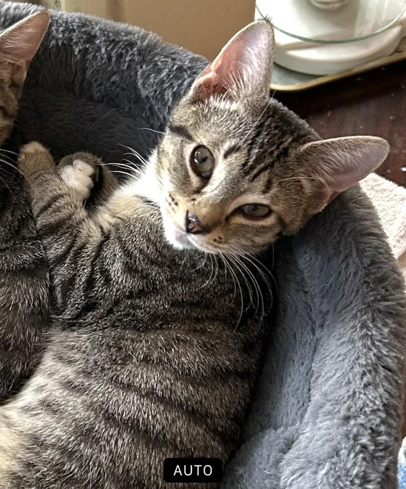 Milo "nickel" thumbnail 3