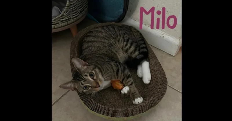 Milo "nickel" thumbnail 5