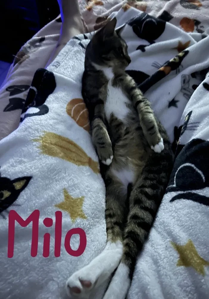 Milo "nickel" thumbnail 6
