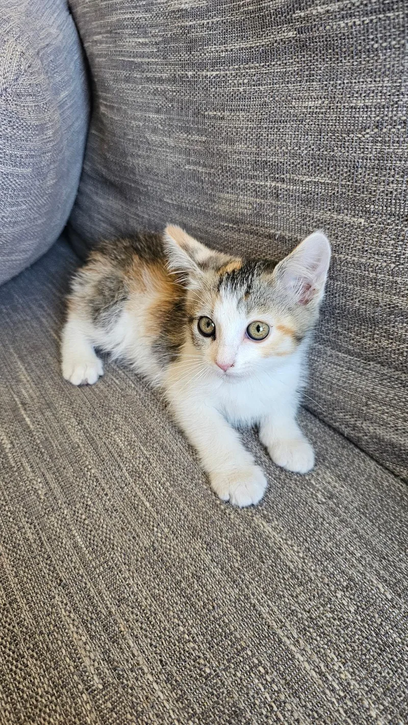 Ari