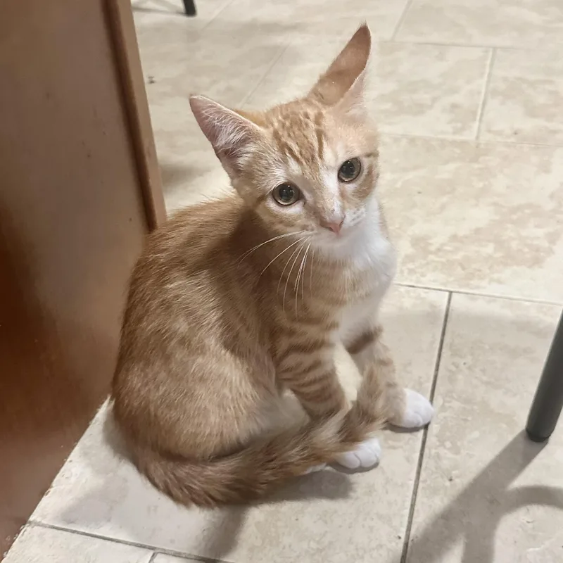 A baby small-sized male Tabby (Orange / Red) Domestic Short Hair cat named Christopher Robin for adoption in Richmond, VA