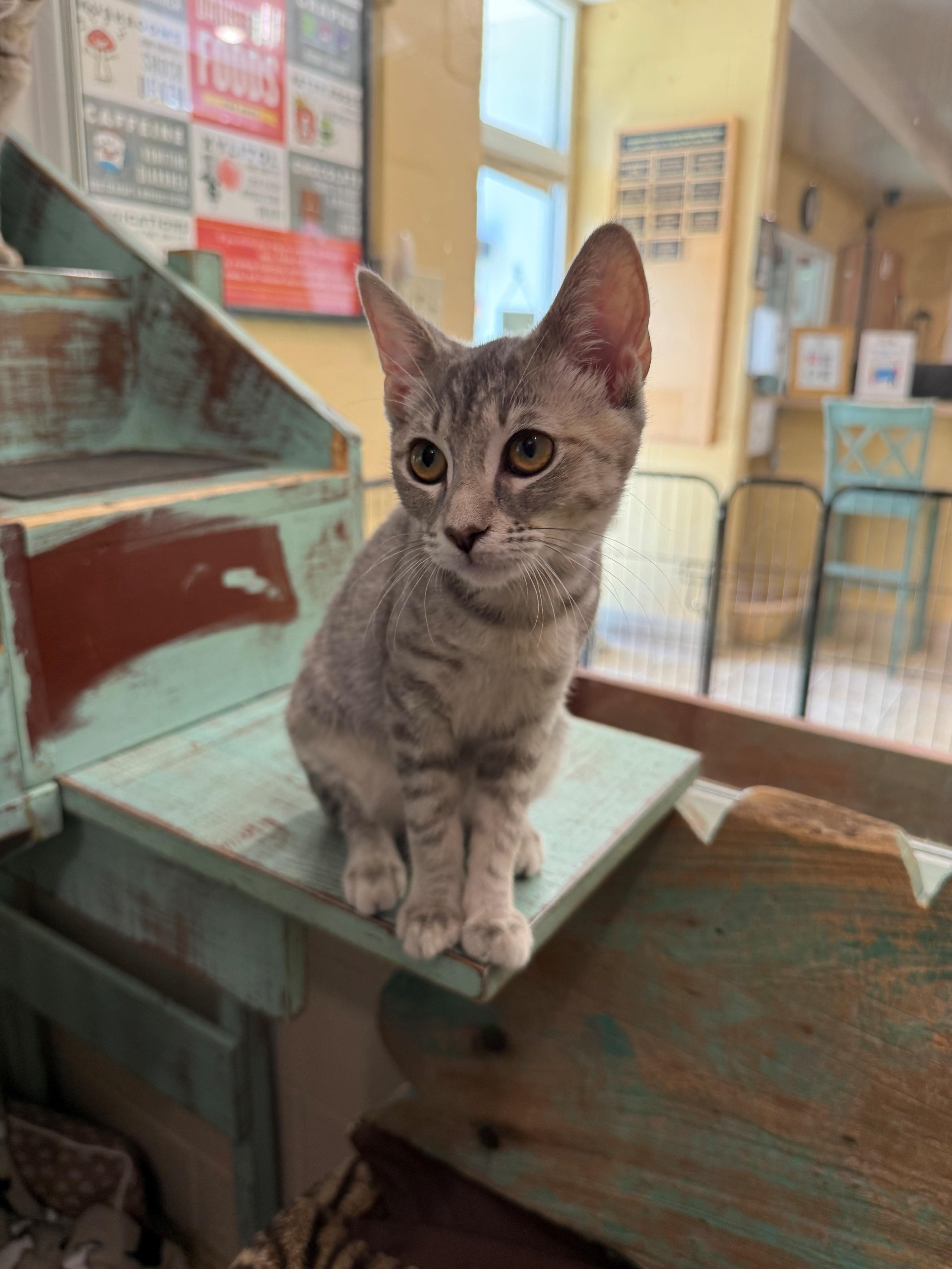 A young medium-sized female Tabby (Gray / Blue / Silver) Domestic Short Hair cat named Fizz for adoption in Laguna Beach, CA