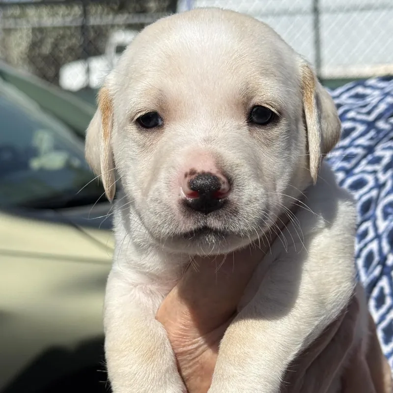 A baby small-sized male Brown / Chocolate Dachshund dog named Charles for adoption in Fresno, CA