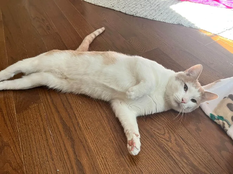 A young medium-sized male Domestic Short Hair cat named Tom & Jerry for adoption in Enfield, CT