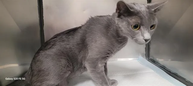 An adult medium-sized female Domestic Short Hair cat named Mojoitos for adoption in Panama City, FL