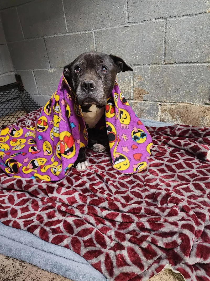 A senior medium-sized female Black Pit Bull Terrier dog named Granny for adoption in Tulsa, OK