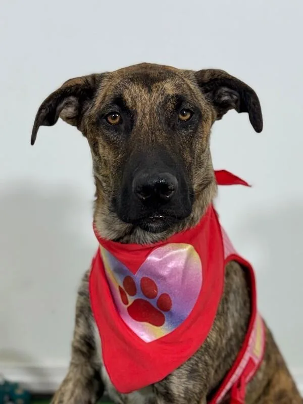 A baby medium-sized female Brindle Mountain Cur dog named Daisy for adoption in Carlsbad, CA
