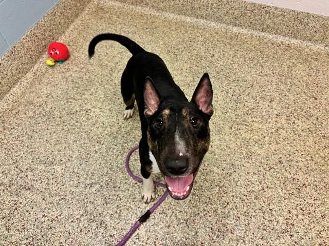 A young medium-sized male Bull Terrier dog named Chico for adoption in Colorado Springs, CO