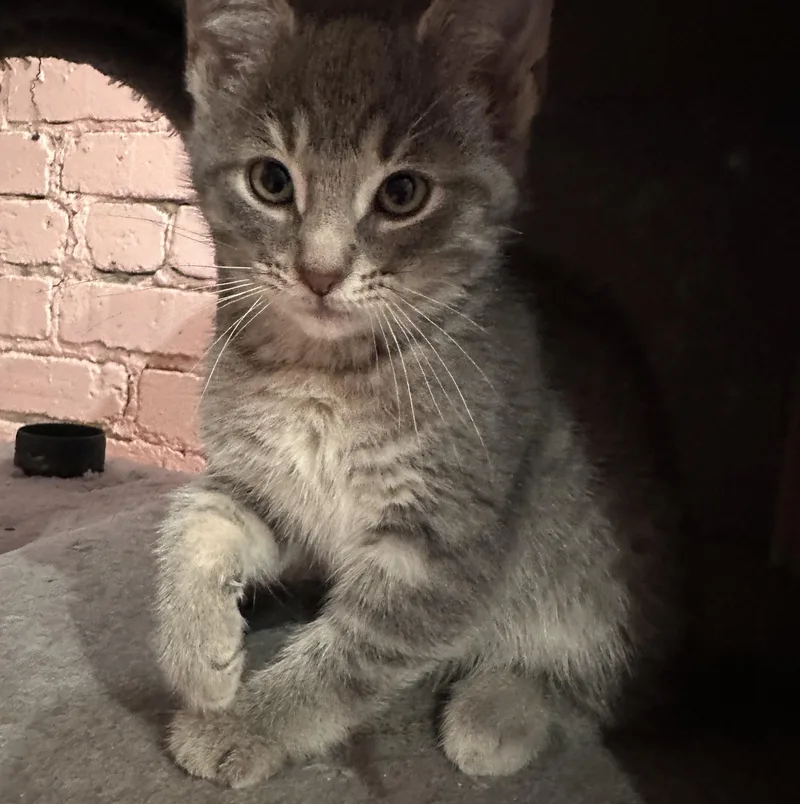 A baby small-sized female Tabby (Gray / Blue / Silver) Domestic Short Hair cat named Ampersand for adoption in Milwaukee, WI