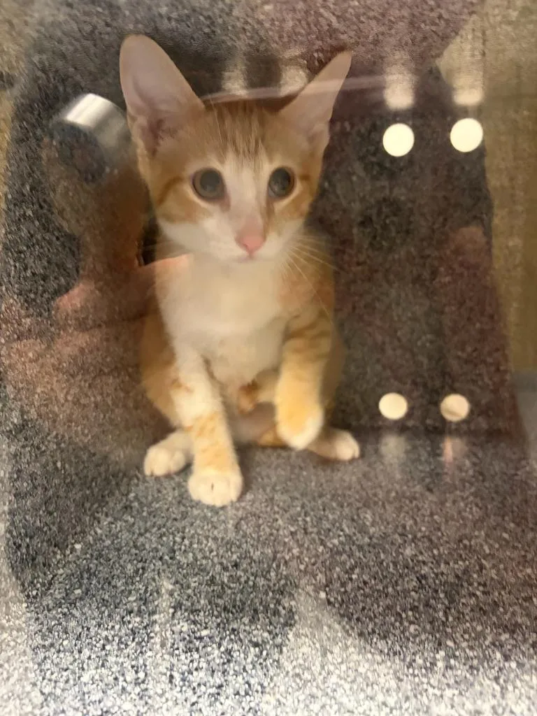 A baby small-sized male Domestic Short Hair cat named Jake for adoption in Greenfield, IN