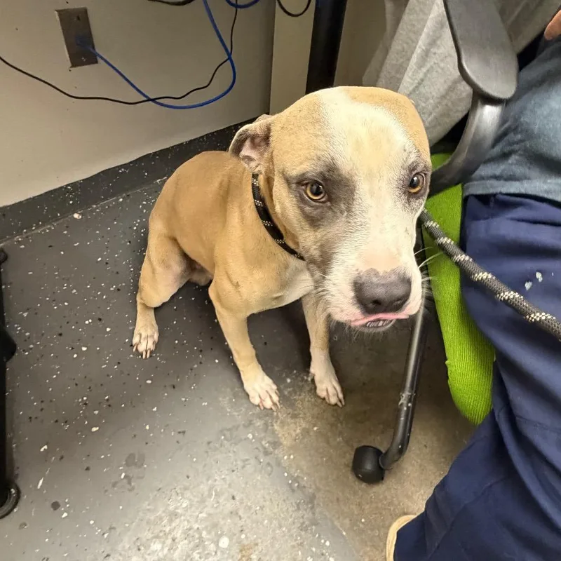 An adult medium-sized male Yellow / Tan / Blond / Fawn Mixed Breed dog named Tank for adoption in Columbiana, AL