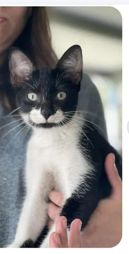 A young medium-sized male Black & White / Tuxedo Domestic Short Hair cat named Charlie for adoption in Mesquite, TX