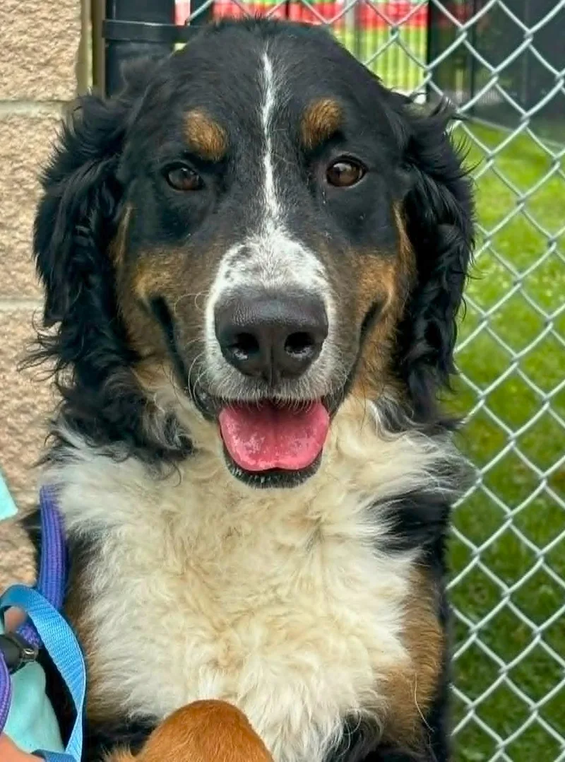An adult large-sized male Tricolor (Brown, Black, & White) Bernedoodle dog named Leo for adoption in Valparaiso, IN