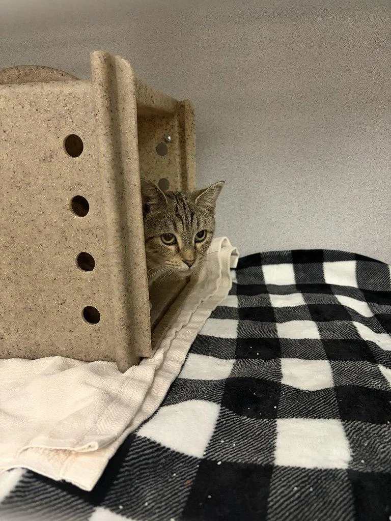 A young small-sized female Calico Domestic Short Hair cat named Ailith for adoption in Raleigh, NC