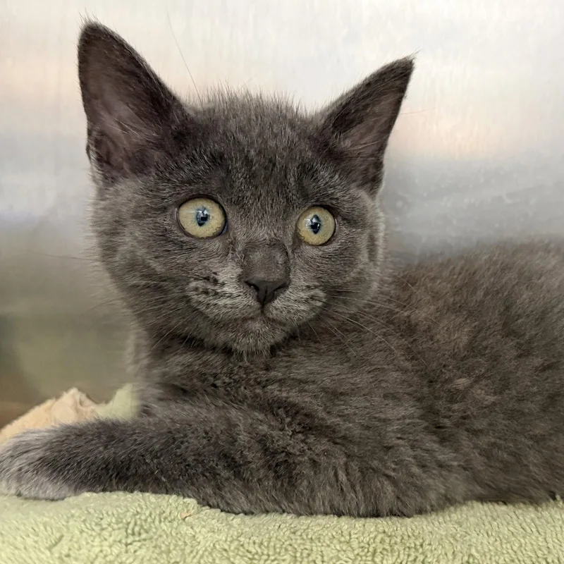 A baby small-sized female Domestic Short Hair cat named Gerrie for adoption in Oakland, CA