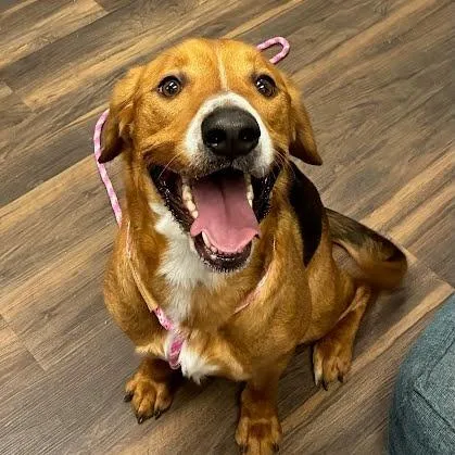 Odie