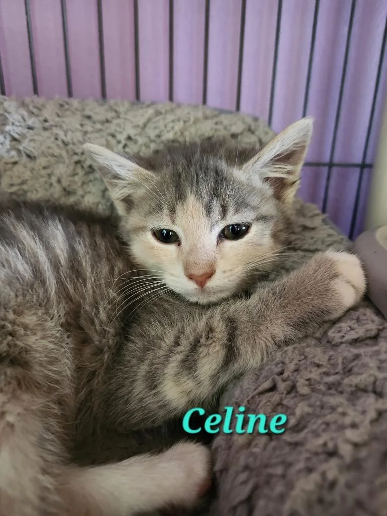 A baby small-sized female Domestic Short Hair cat named Celine for adoption in Cambridge, MD