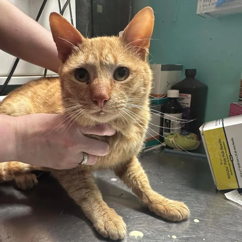 An adult medium-sized male Tabby (Orange / Red) Domestic Short Hair cat named Winston for adoption in Graham, TX