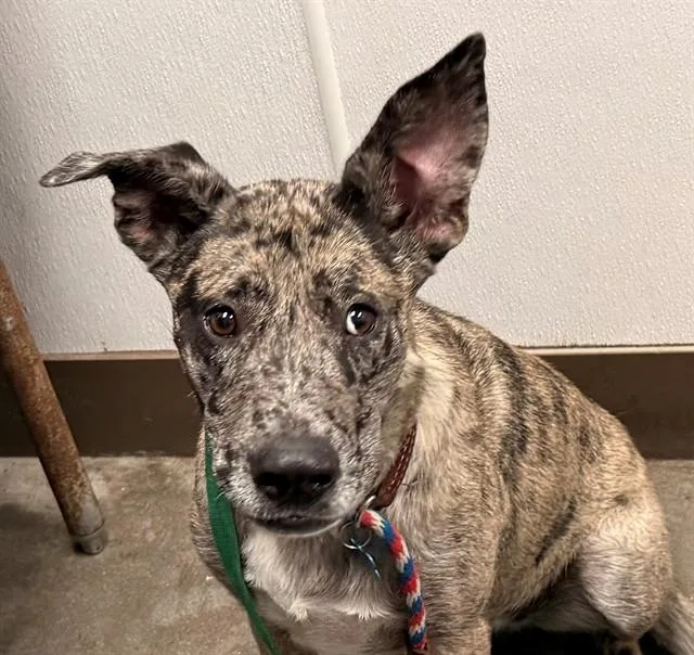 A young large-sized female Catahoula Leopard Dog dog named Cookies for adoption in Tucson, AZ