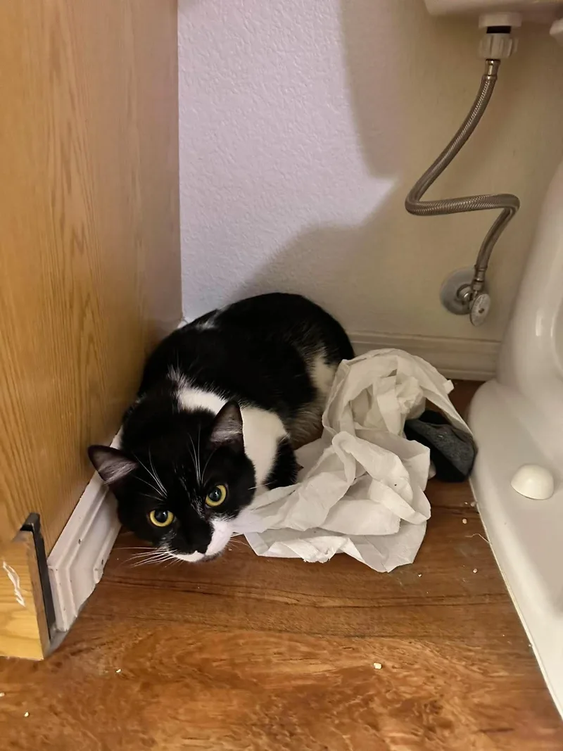 A young medium-sized female Domestic Medium Hair cat named Sapphire for adoption in Wasilla, AK