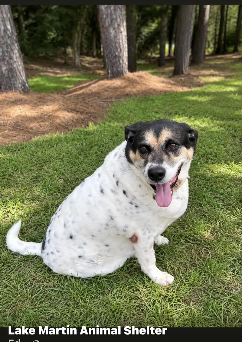 An adult large-sized male Tricolor (Brown, Black, & White) Australian Cattle Dog / Blue Heeler dog named Albert for adoption in Alexander City, AL
