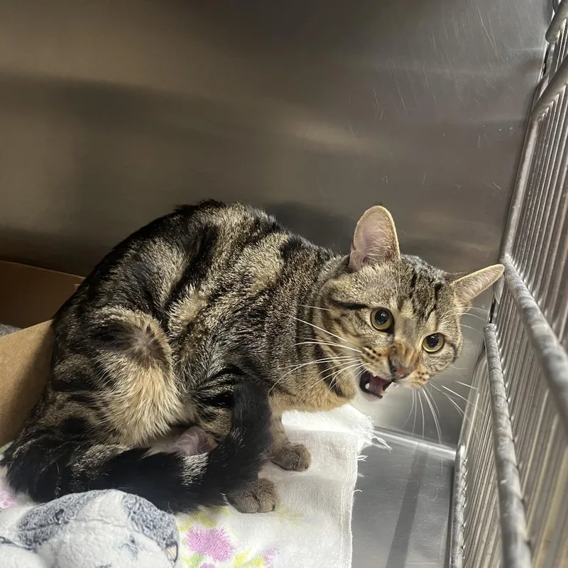 An adult medium-sized male Brown / Chocolate Domestic Short Hair cat named Onyx for adoption in Milan, IL