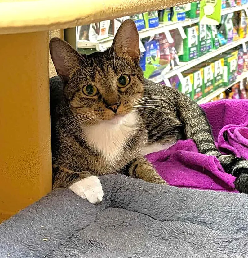 A young medium-sized female Black Egyptian Mau cat named Athena Grant for adoption in HEMET, CA