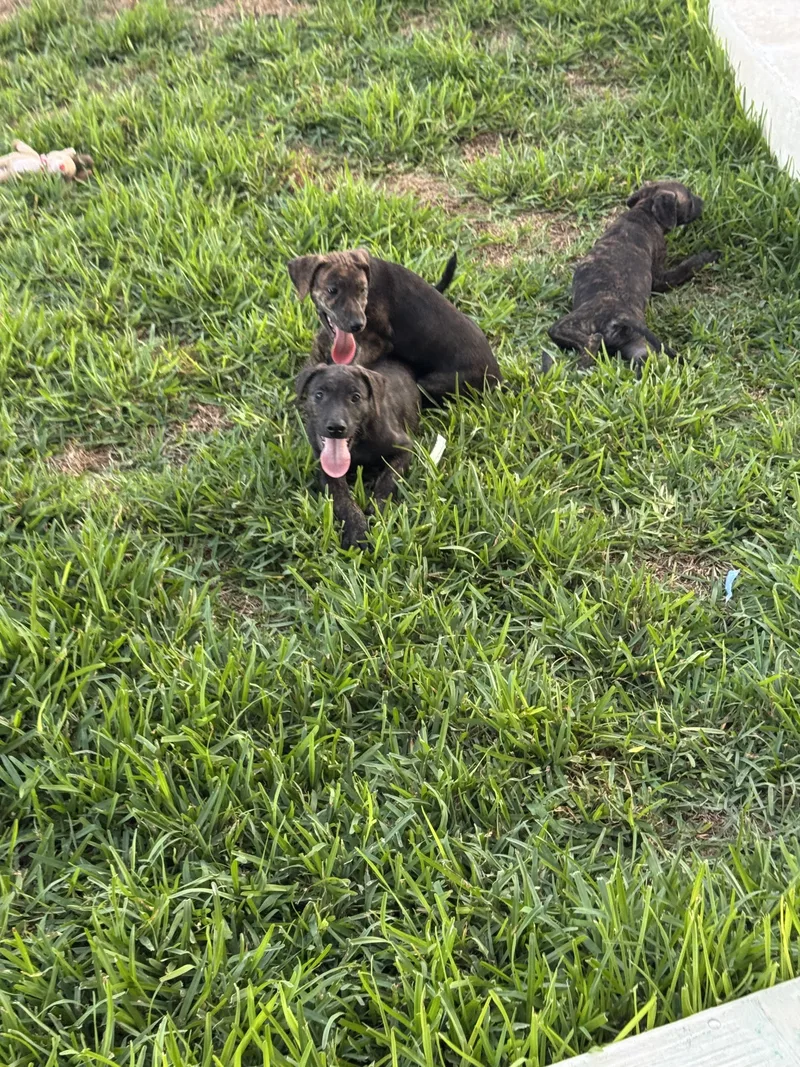 A baby medium-sized female Labrador Retriever dog named Birdie for adoption in Helotes , TX
