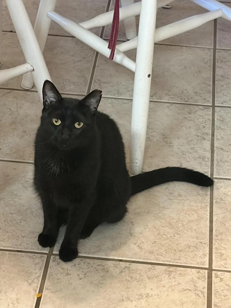 A young medium-sized female Black American Shorthair cat named Rae for adoption in Bonaire, GA