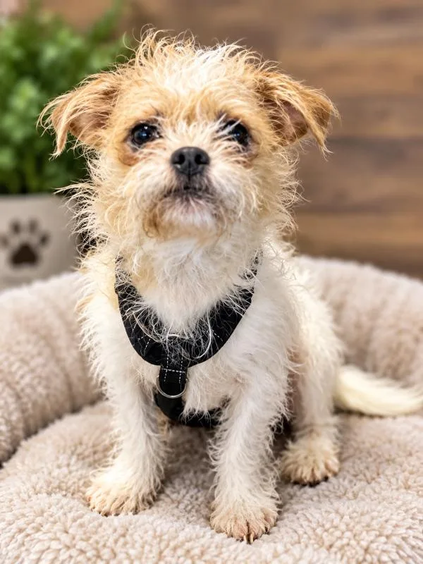 A young small-sized male Brussels Griffon dog named JoJo for adoption in Greenville, SC