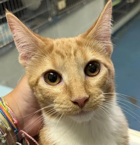 A baby medium-sized female Domestic Short Hair cat named Cheese Pretzel for adoption in Pensacola, FL
