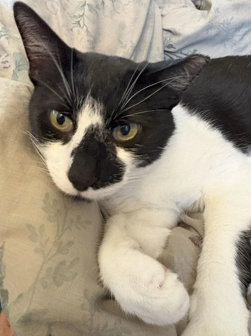 An adult medium-sized male Black & White / Tuxedo Tuxedo cat named Milkweed for adoption in San Jose, CA