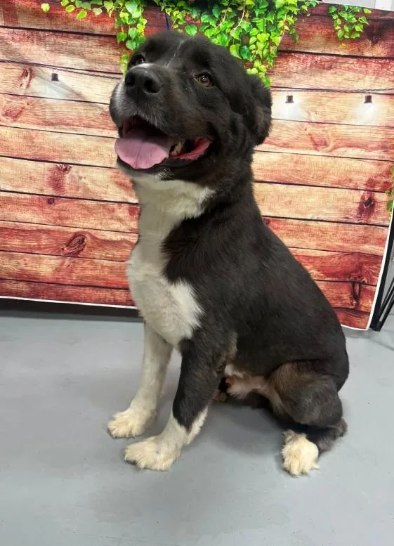 An adult large-sized male Newfoundland Dog dog named AC "Oso" for adoption in Conyers, GA