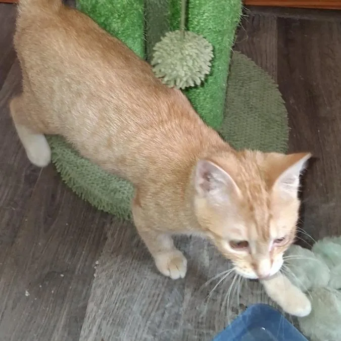 A baby small-sized female Orange / Red Domestic Medium Hair cat named Butterfly for adoption in Mondovi, WI