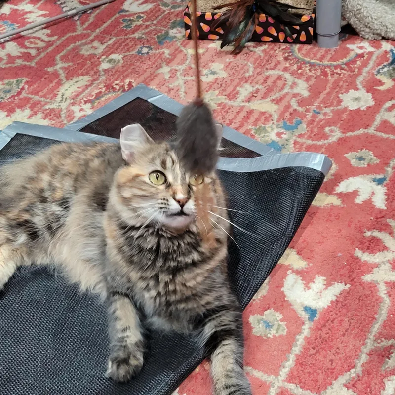 Fiona