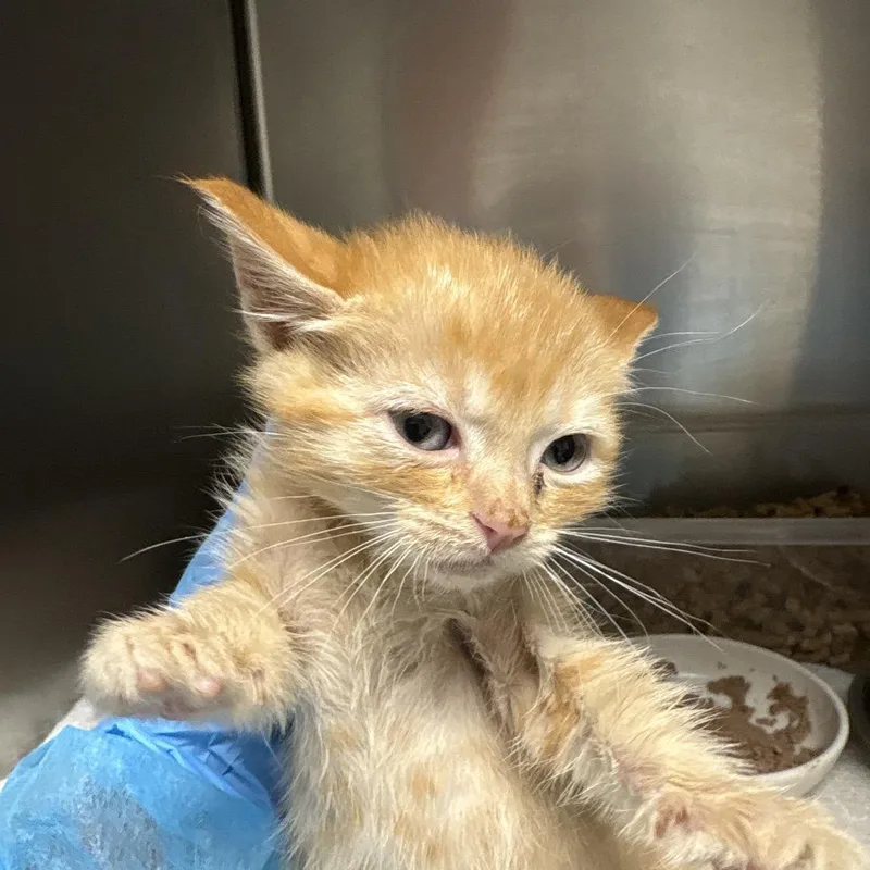 A baby small-sized male Orange / Red Domestic Short Hair cat named Marco for adoption in Yuma, AZ
