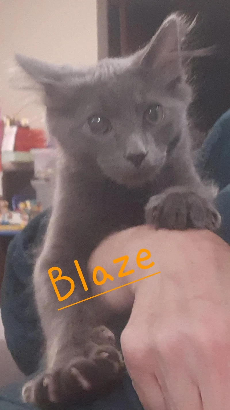 Blaze thumbnail 2