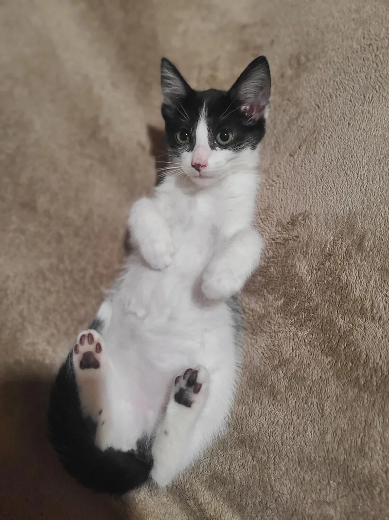 A baby medium-sized female White Domestic Short Hair cat named Harper for adoption in Hudson, NY