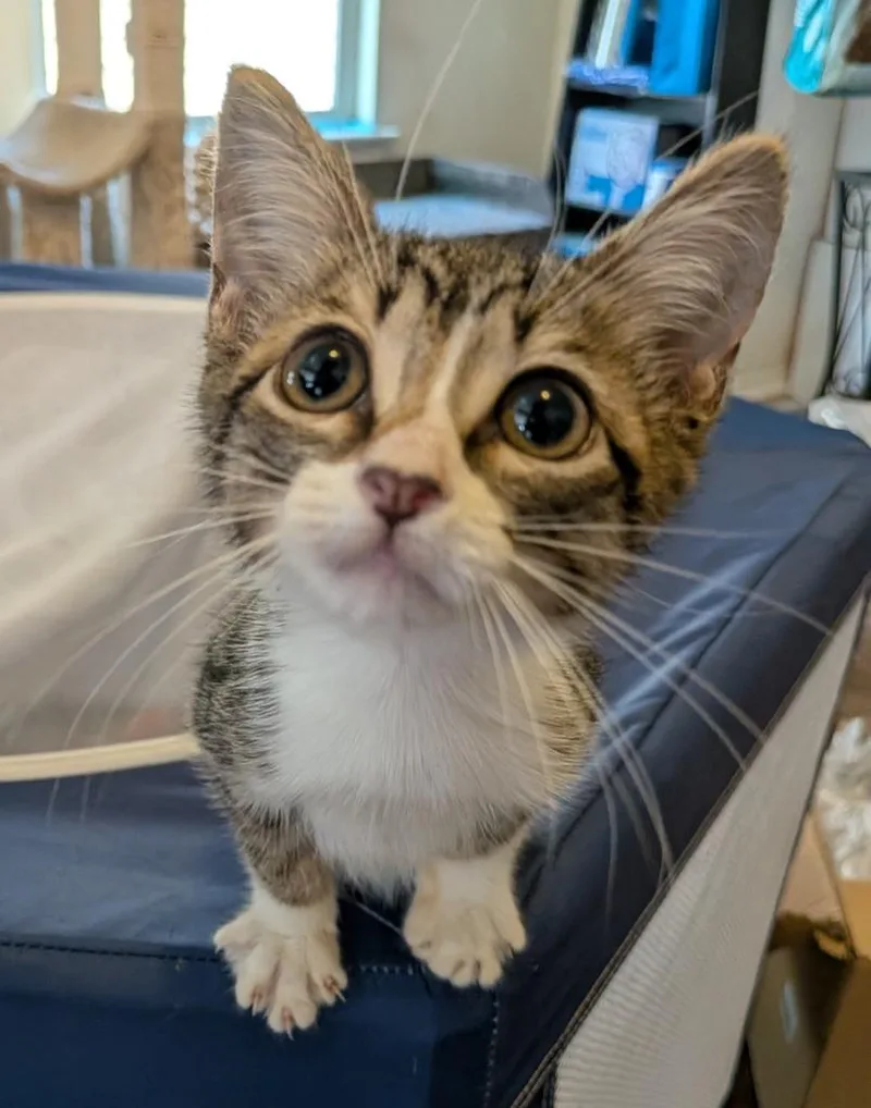 A baby medium-sized female Domestic Short Hair cat named Capulet for adoption in San Antonio, TX