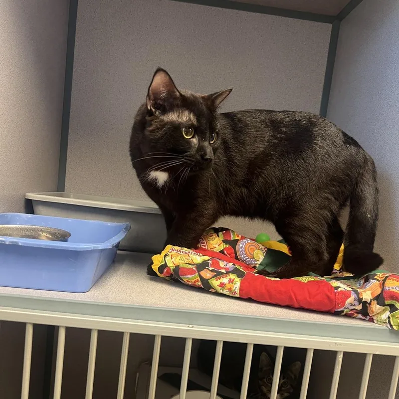 An adult large-sized male Black Domestic Short Hair cat named Rocker for adoption in Cedar Rapids, IA