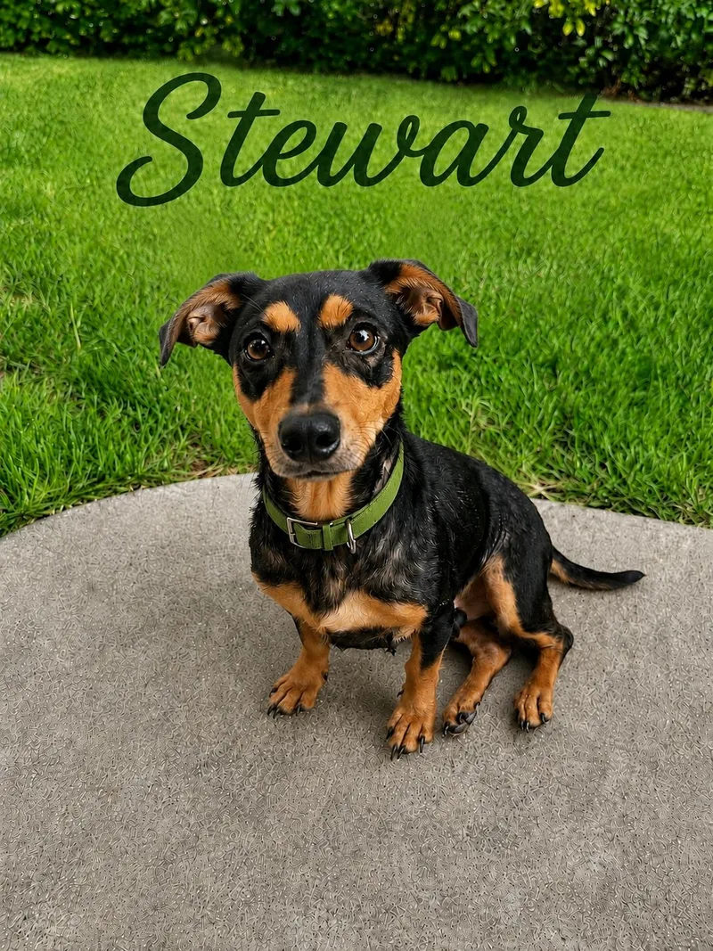 Stewart