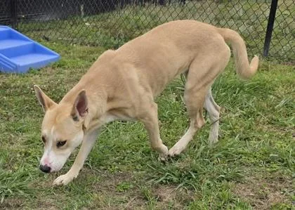 A young large-sized female Siberian Husky dog named Peaches for adoption in Conway, SC