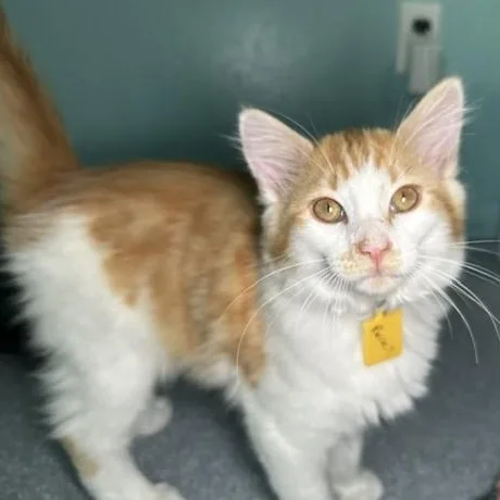 A baby medium-sized male Orange & White Tabby cat named Russell  Playful and for adoption in Hoquiam, WA