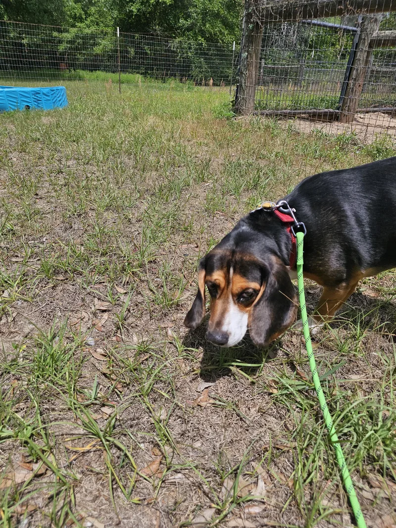 An adult medium-sized male Bicolor Beagle dog named Max for adoption in Panama city, FL